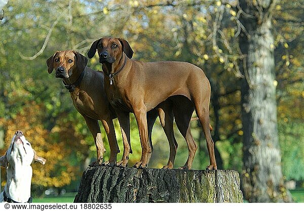 Two Rhodesian Ridgeback  females  standing side by side on a stump of a tree  FCI Standard No. 146  two Rhodesian Ridgeback  females  standing side by side on a stump of a domestic dog (canis lupus familiaris)
