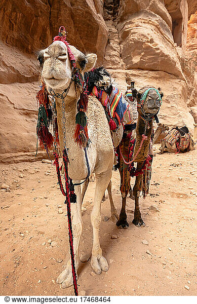 Two saddled camels standing outdoors