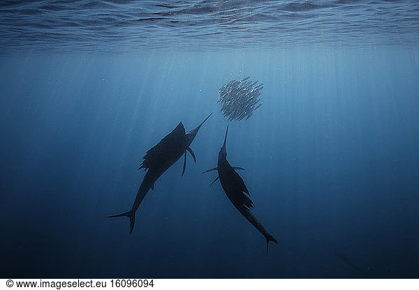 Two sailfishes (Istiophorus albicans) in a shadow hunting a shoal of fish - Isla Mujeres; Mexico;
