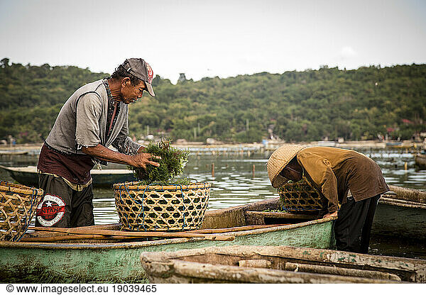 Two seaweed farmers filling baskets on their boat