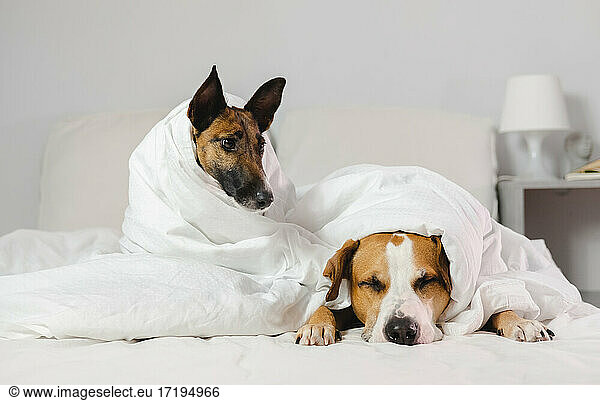 Two sleepy and funny dogs wrapped in white blankets in a bedroom