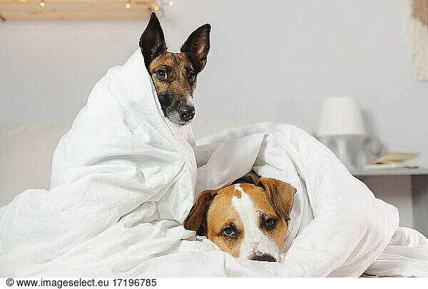 Two sleepy and funny dogs wrapped in white blankets in a bedroom
