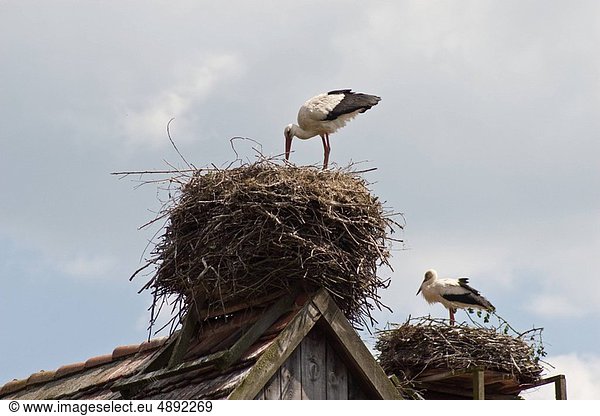 Two storks