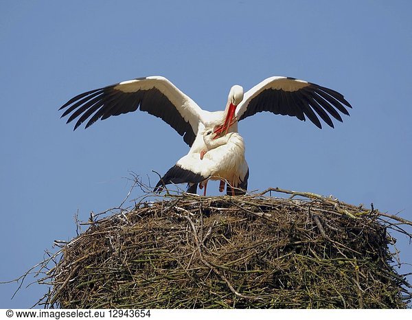 Two storks mating. Poland.