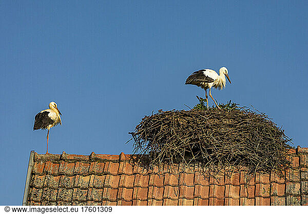 Two storks nesting on tiled roof