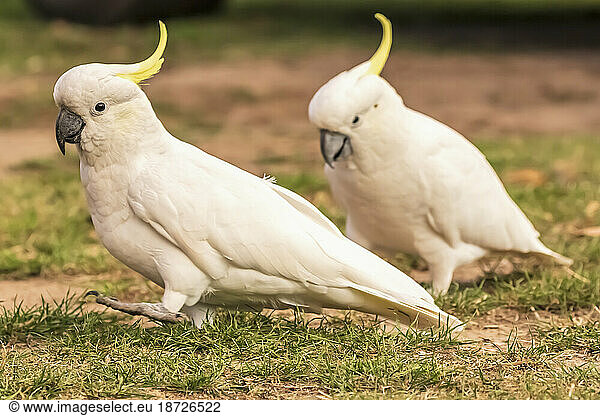 Two sulphur-crested cockatoos (Cacatua galerita) standing outdoors
