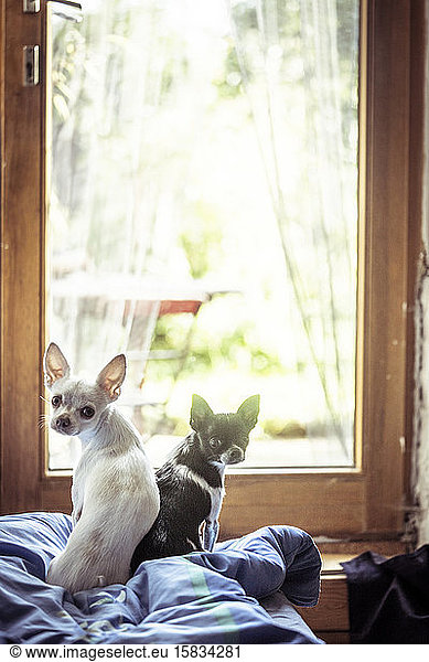 two tiny chihuahua brothers sit in window and look back at camera