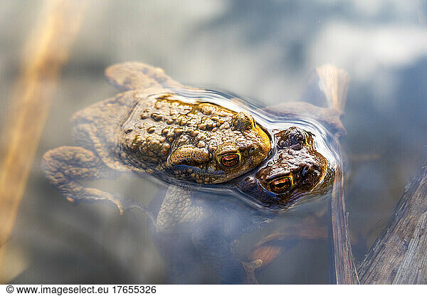 Two toads mating in lake