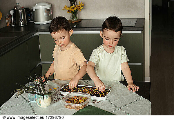 Two toddler twins throwing whole wheat seeds into container moist soil