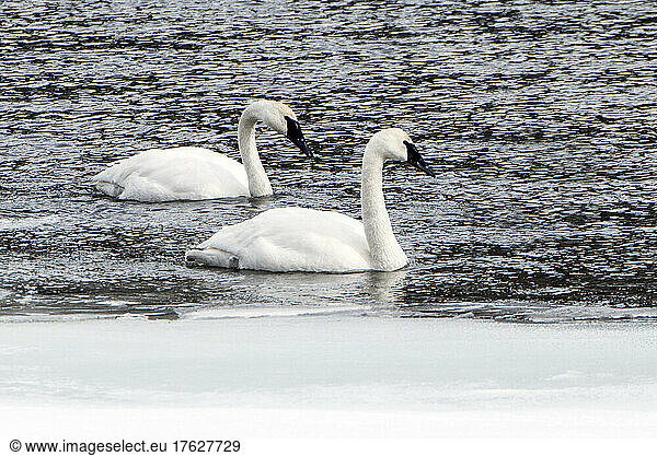 Two trumpeter swans floating on the water  Cygnus Buccinator  on the Yellowstone river.