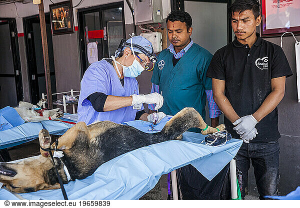 Two volunteers observing vet performing dog neutering procedure  Patan  Bagmati  Nepal