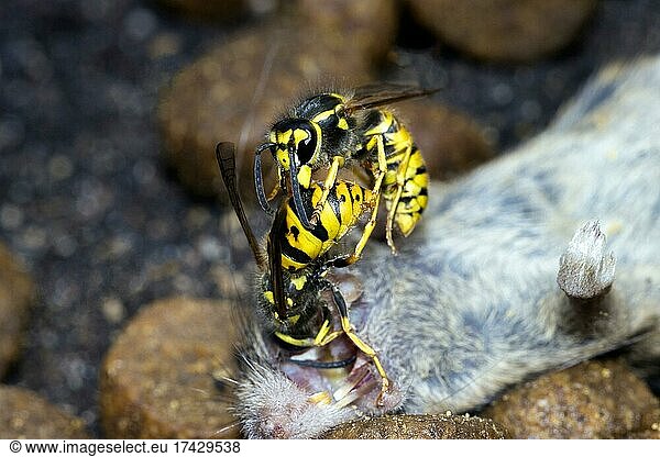 Two Wasps (Vespinae) fighting over a dead House mouse (Mus musculus)