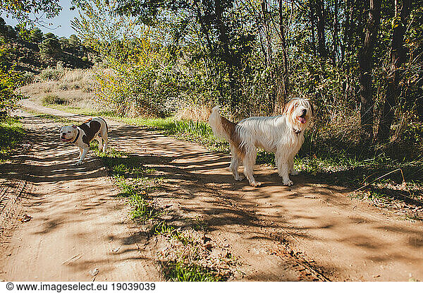 Two white and brown dogs Playing in Countryside  shepherd  bulldog