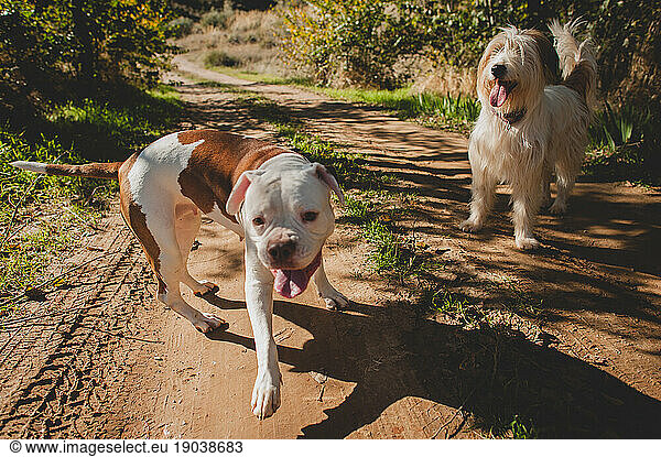 Two white and brown dogs Playing in the Countryside