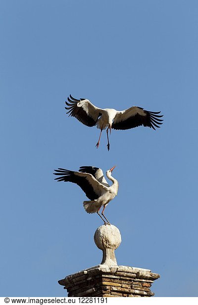 Two white storks fighting (Ciconia ciconia)  Alfaro  La Rioja  Spain