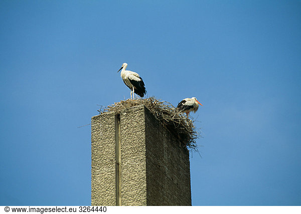 Two white storks  Spain.