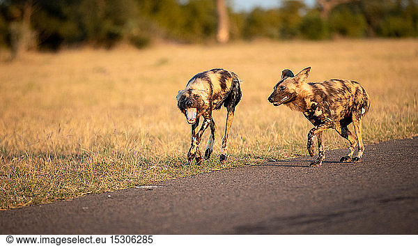 Two wild dog  Lycaon pictus  walk together  looking out of frame  mouth open  dry yellow grass background.