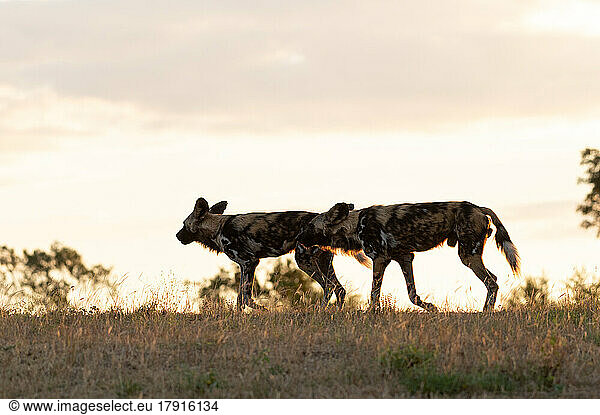 Two wild dogs  Lycaon pictus  run through the grass  backlit
