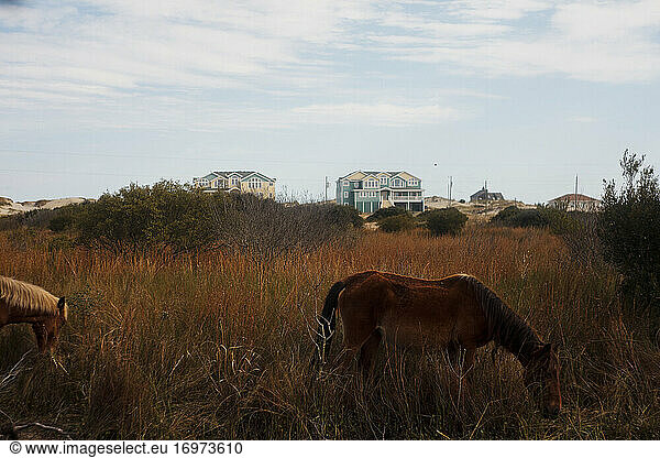 Two wild horses crazing in the dunes of the outer banks NC