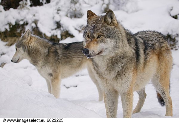 Two Wolves In The Snow