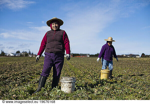 Two women harvest turnips at an organic farm