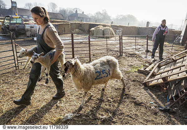 Two women in a sheep pen  one carrying two newborn lambs  an ewe walking alongside her.