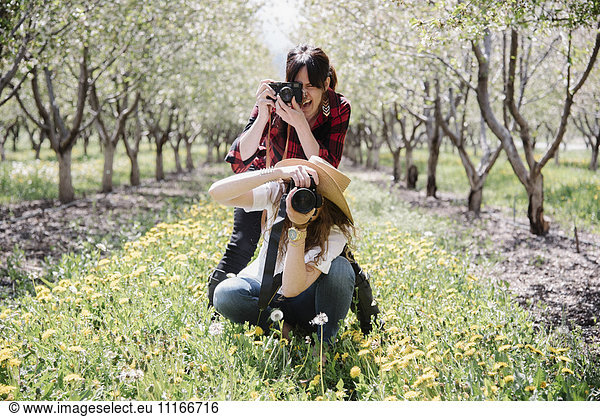 Two women with cameras taking pictures in an orchard.