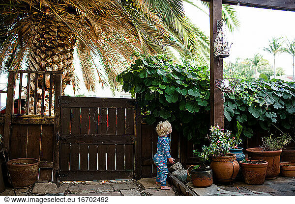 two-year-old-in-pajamas-standing-in-front-yard-looking-at-grapevine-two