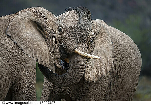 Two young African bush elephants (Loxodonta africana) interacting with each other. Karoo  Western Cape. South Africa