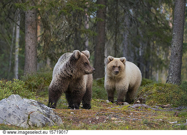 Two young brown bears in autumnal forest,  Kuhmo,  Finland