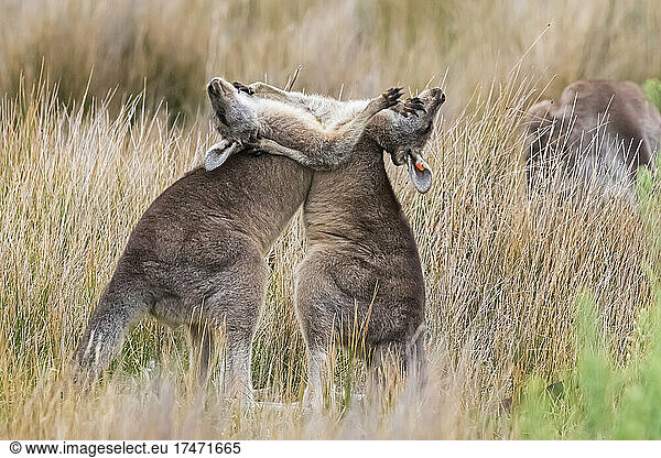 Two young eastern grey kangaroos (Macropus giganteus) fighting in grass
