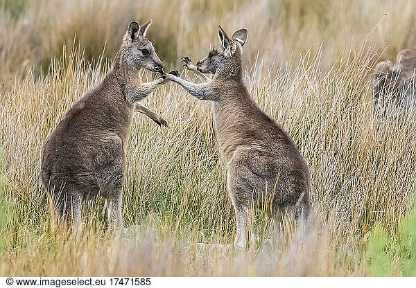 Two young eastern grey kangaroos (Macropus giganteus) playing in grass