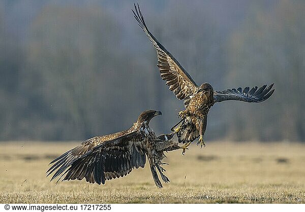 Two young white-tailed eagles (Haliaeetus albicilla) fighting for prey in flight  winter  Kutno  Poland  Europe