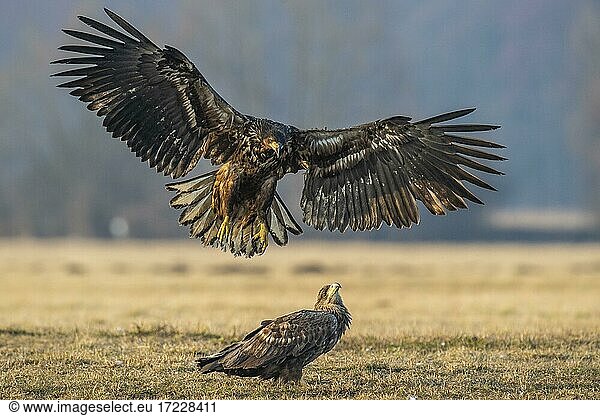 Two young white-tailed eagles (Haliaeetus albicilla) fighting for prey in flight  winter  Kutno  Poland  Europe