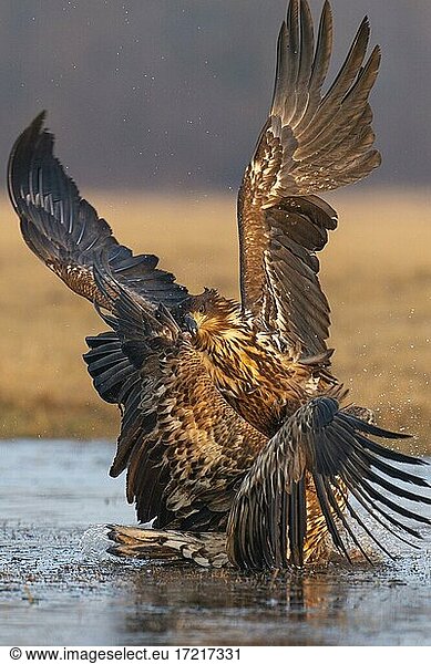 Two young white-tailed eagles (Haliaeetus albicilla) fighting for prey in winter  Kutno  Poland  Europe