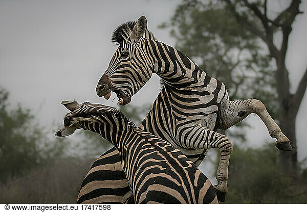Two zebras  Equus quagga  raise up on their hind legs and fight