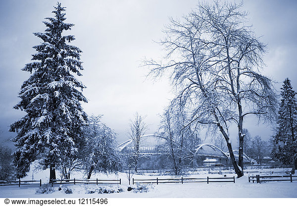 Tynehead Park im Winter  bedeckt mit Schnee; Surrey  British Columbia  Kanada