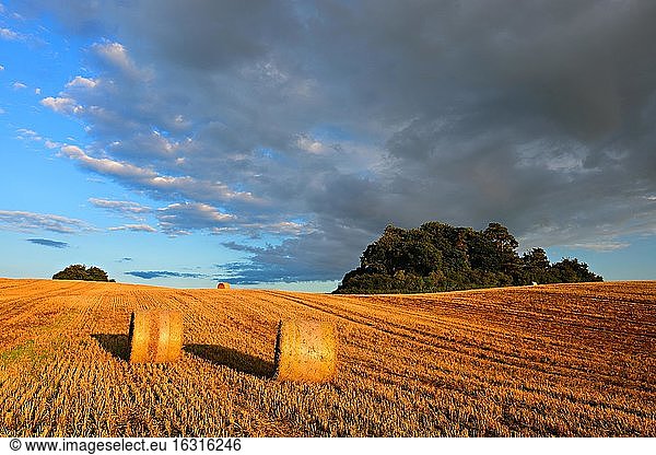 Typical hilly landscape with field shrubs  stubble field with round bales of straw  summer landscape under blue sky with cumulus clouds  evening light  Uckermark  Brandenburg  Germany  Europe