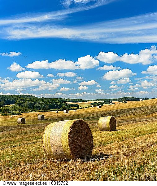 Typical hilly landscape with field shrubs  stubble field with round bales of straw  summer landscape under blue sky with cumulus clouds  Uckermark  Brandenburg  Germany  Europe