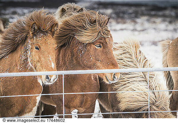 typical icelandic horses in snow environment