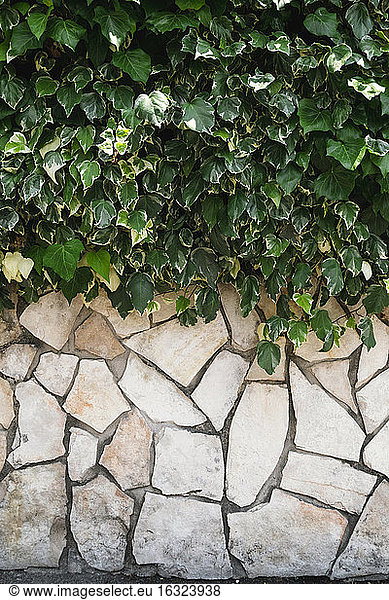 Typical Italian stone wall with hedge