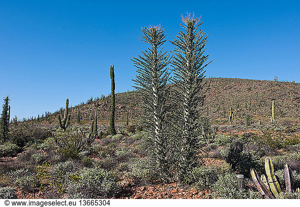 Typical landscape in Valle de los Cirios  a unique habitat in central Baja  Mexico. The Boojum trees are endemic to the area and the large Cardon cactuses are found here and only small areas outside of Baja. This photograph was taken in March following a very wet winter rain season.