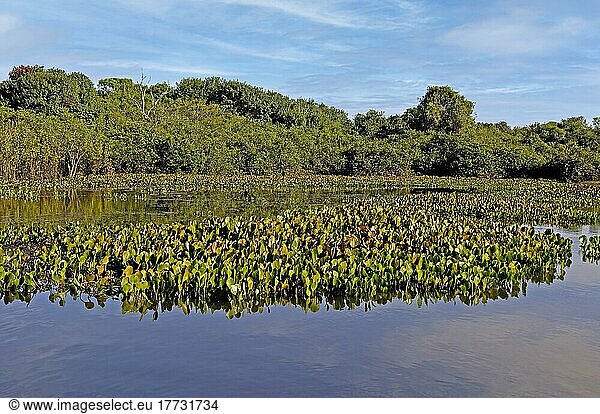 Typical landscape of the Pantanal with water hyacinth (Eichhornia)  Brazil  South America