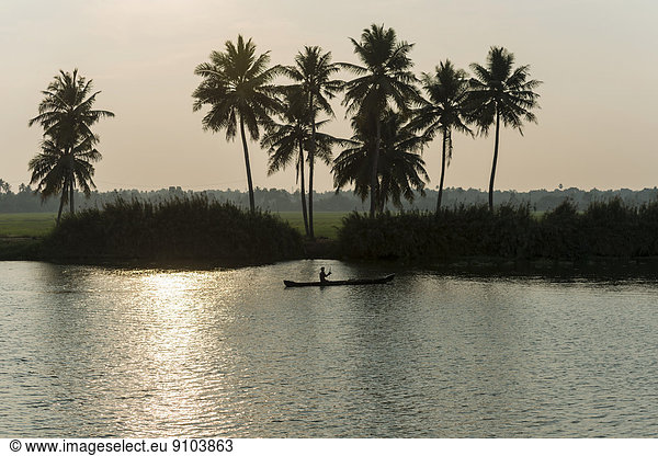 Typical landscape with palmtrees  a man passing in his boat  Kerala backwaters at dusk  Alappuzha  Kerala  India