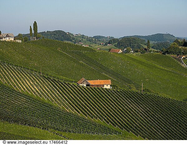 Typical landscape with vineyards in the South Styrian hilly landscape  South Styrian Wine Route  Styria  Austria  Europe