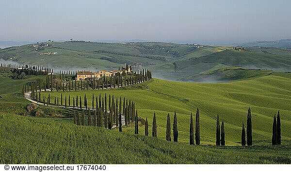 Typical vineyard  Agriturismo Baccoleno with cypress trees (Cupressus)  Crete Senesi  Province of Siena  Tuscany  Italy  Europe