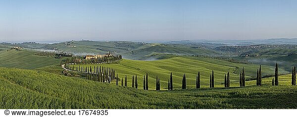 Typical vineyard  Agriturismo Baccoleno with cypress trees (Cupressus)  Crete Senesi  Province of Siena  Tuscany  Italy  Europe