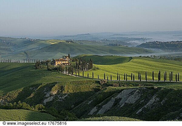 Typical vineyard  Agriturismo Baccoleno with cypress trees (Cupressus)  Crete Senesi  Province of Siena  Tuscany  Italy  Europe