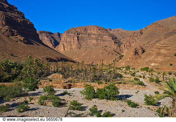 Typische Berglandschaft mit Palmen in einem ausgetrockneten Flussbett im Ait Mansour Tal  Antiatlas  Südmarokko  Marokko  Afrika