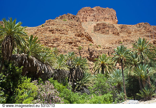 Typische Felslandschaft und Dattelpalmen (Phoenix) im Ait Mansour Tal  Antiatlas  Südmarokko  Marokko  Afrika